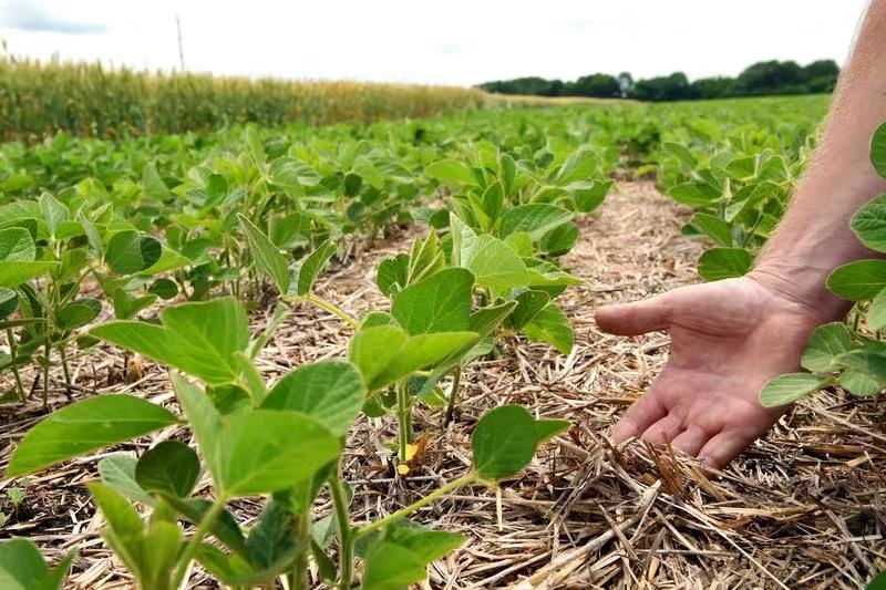 Syngenta Crop Protection Recognized with Multiple Crop Science Awards