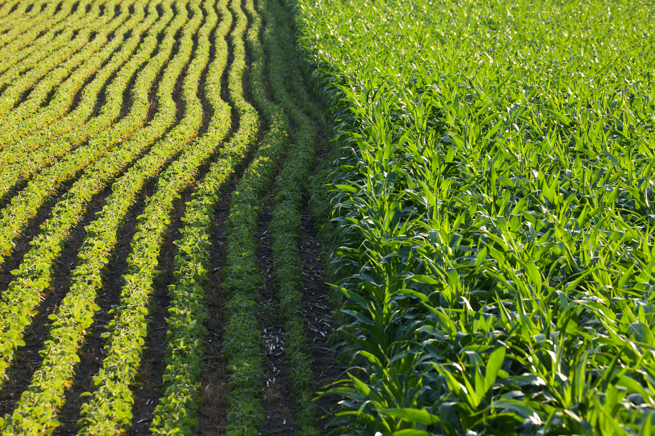 Syngenta Group China Implements the “Houpu Soil Health +” Strategy