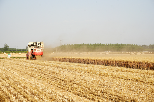Syngenta Group China Achieves High Wheat Yields on Saline-Alkali Land