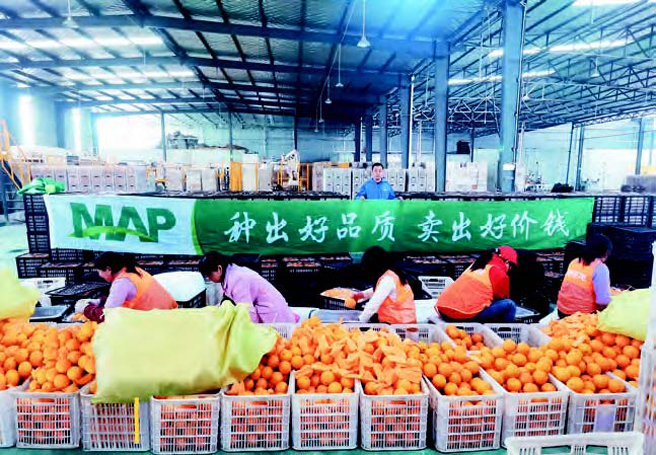 先正達集團中國MAP經作華南大區助力倫晚臍橙順利上市銷售　
