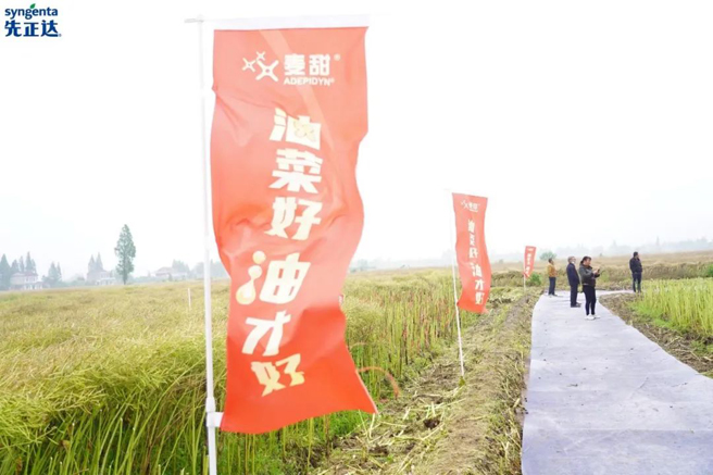先正達集團中國建成百個油菜標桿農場　