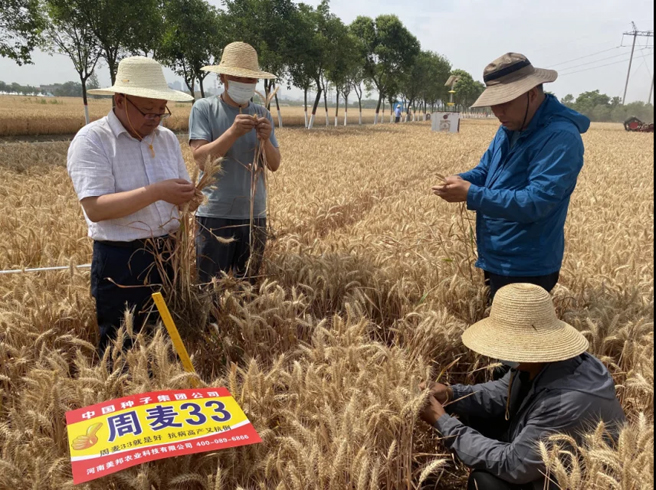 中種集團在小麥主產區多地刷新高產紀錄　