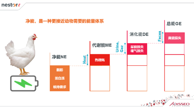 安迪蘇發布凈能體系nestor   