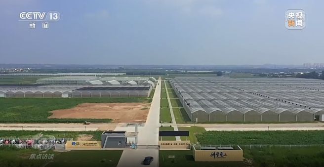 《焦點訪談》報道先正達抗蟲玉米新品種