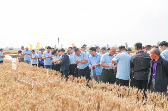 麥甜植保新技術助力安徽小麥豐產